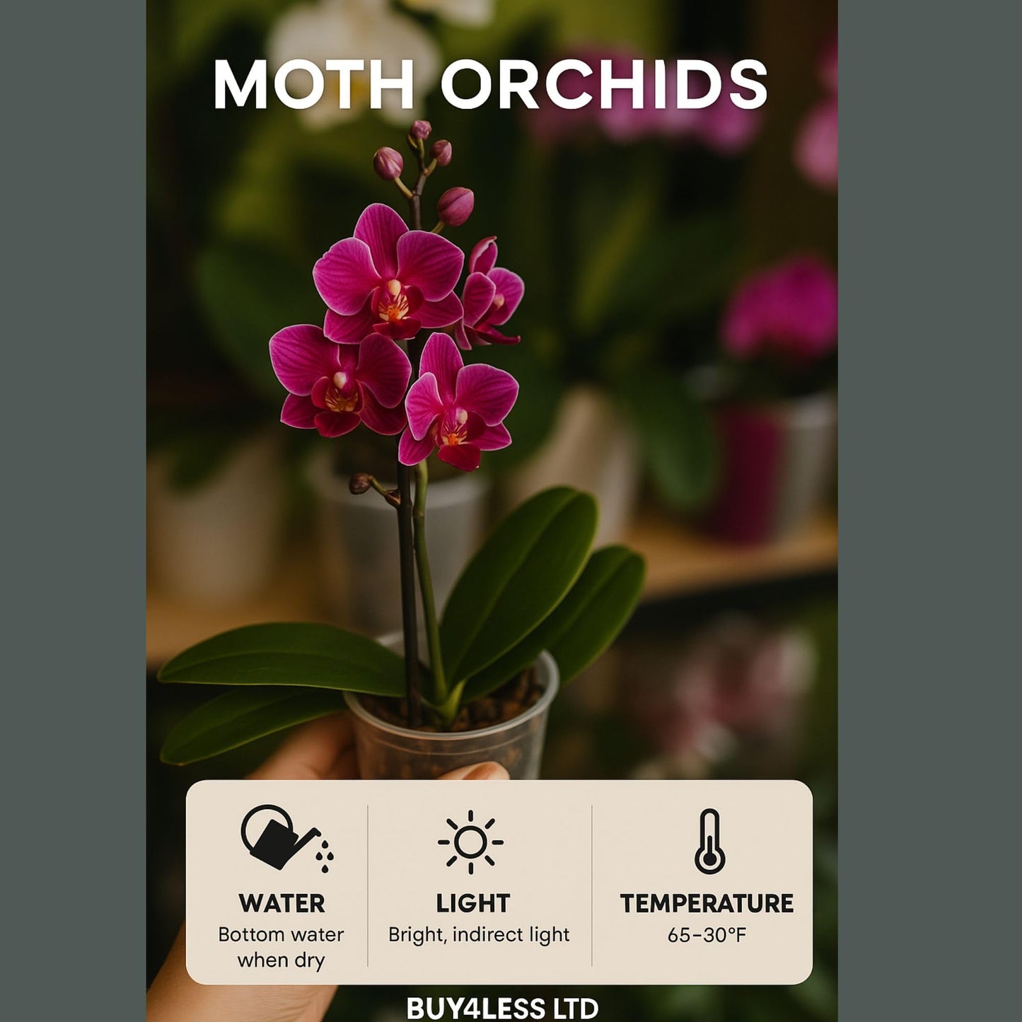 2️⃣3️⃣. Premium MINI BLOOM Live Orchid Plant for Indoors Phalaenopsis 9CM Double Stem Multicolour