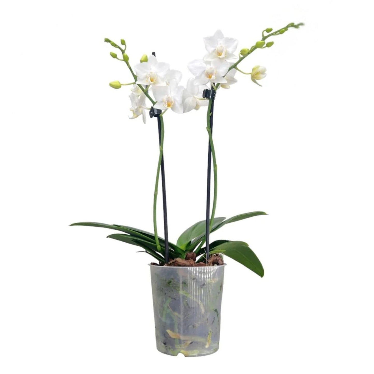 2️⃣3️⃣. Premium MINI BLOOM Live Orchid Plant for Indoors Phalaenopsis 9CM Double Stem Multicolour