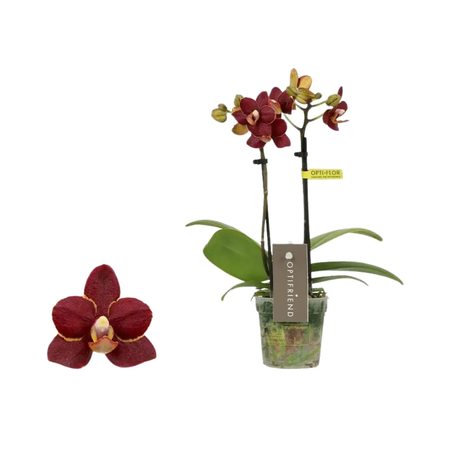4️⃣6️⃣. Phalaenopsis TINY DOLL – 2 Spike Orchid (7cm Pot, 25cm Height)