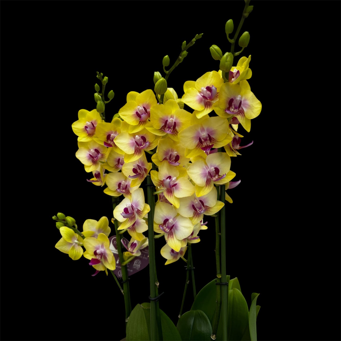 3️⃣6️⃣. I like DUETTO 2orchids in one pot 30-40 blooms