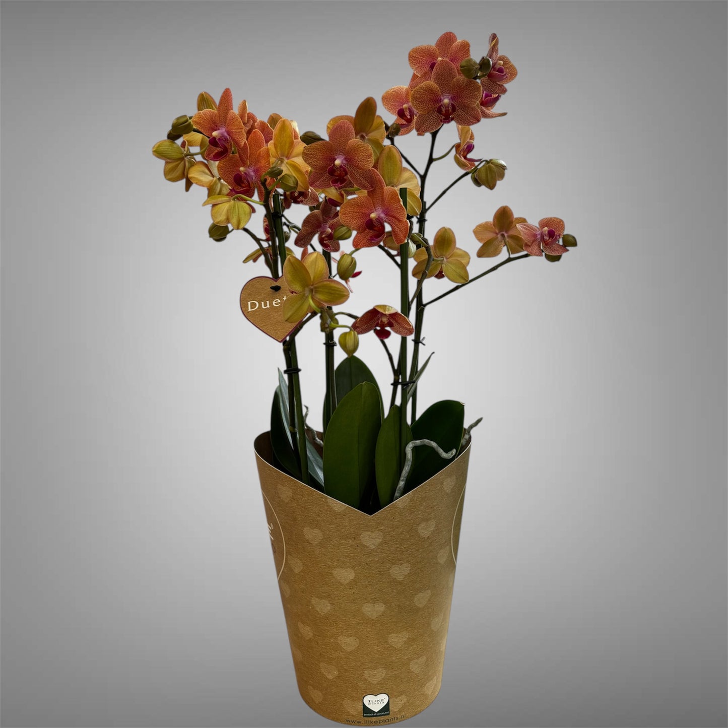 3️⃣6️⃣. I like DUETTO 2orchids in one pot 30-40 blooms
