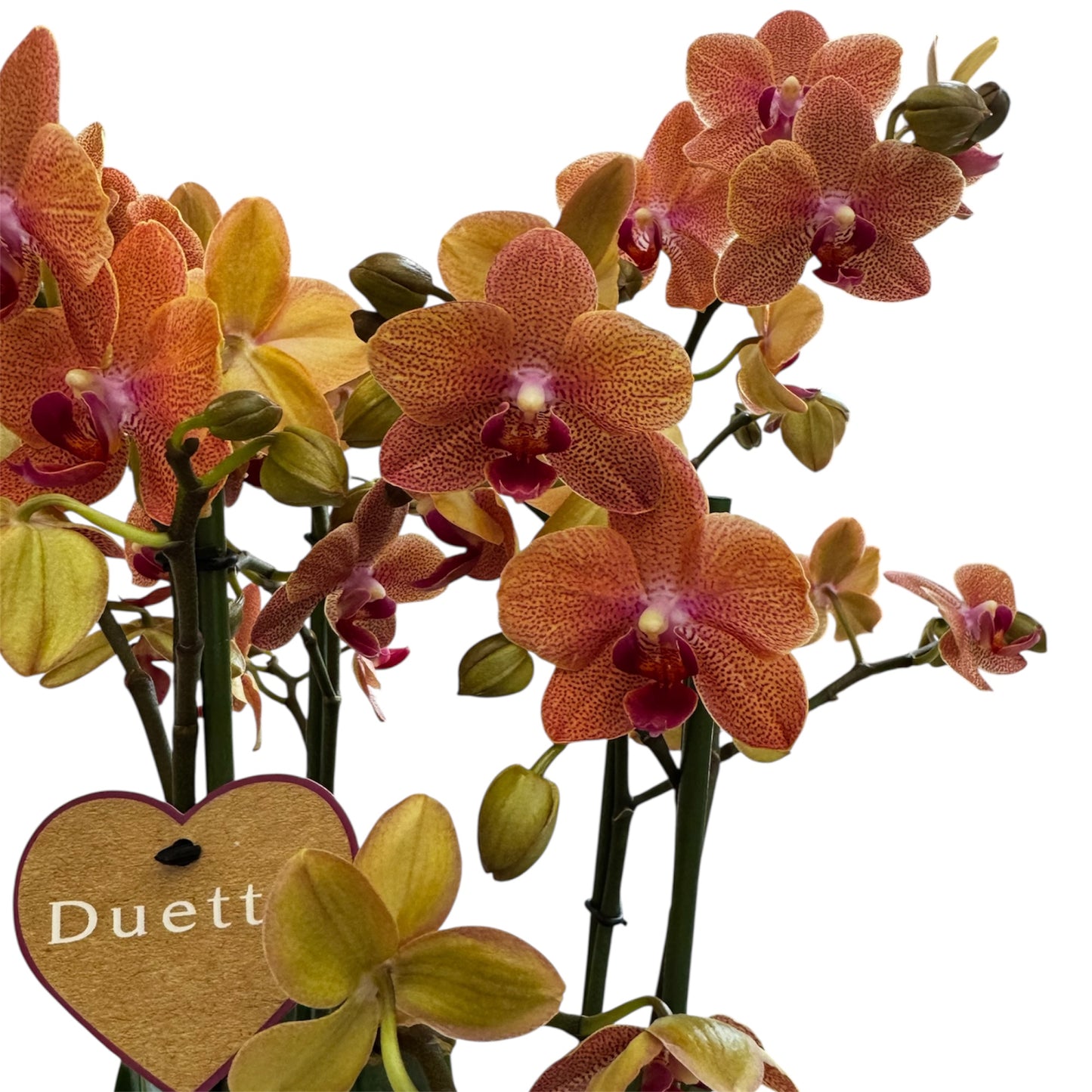 3️⃣6️⃣. I like DUETTO 2orchids in one pot 30-40 blooms