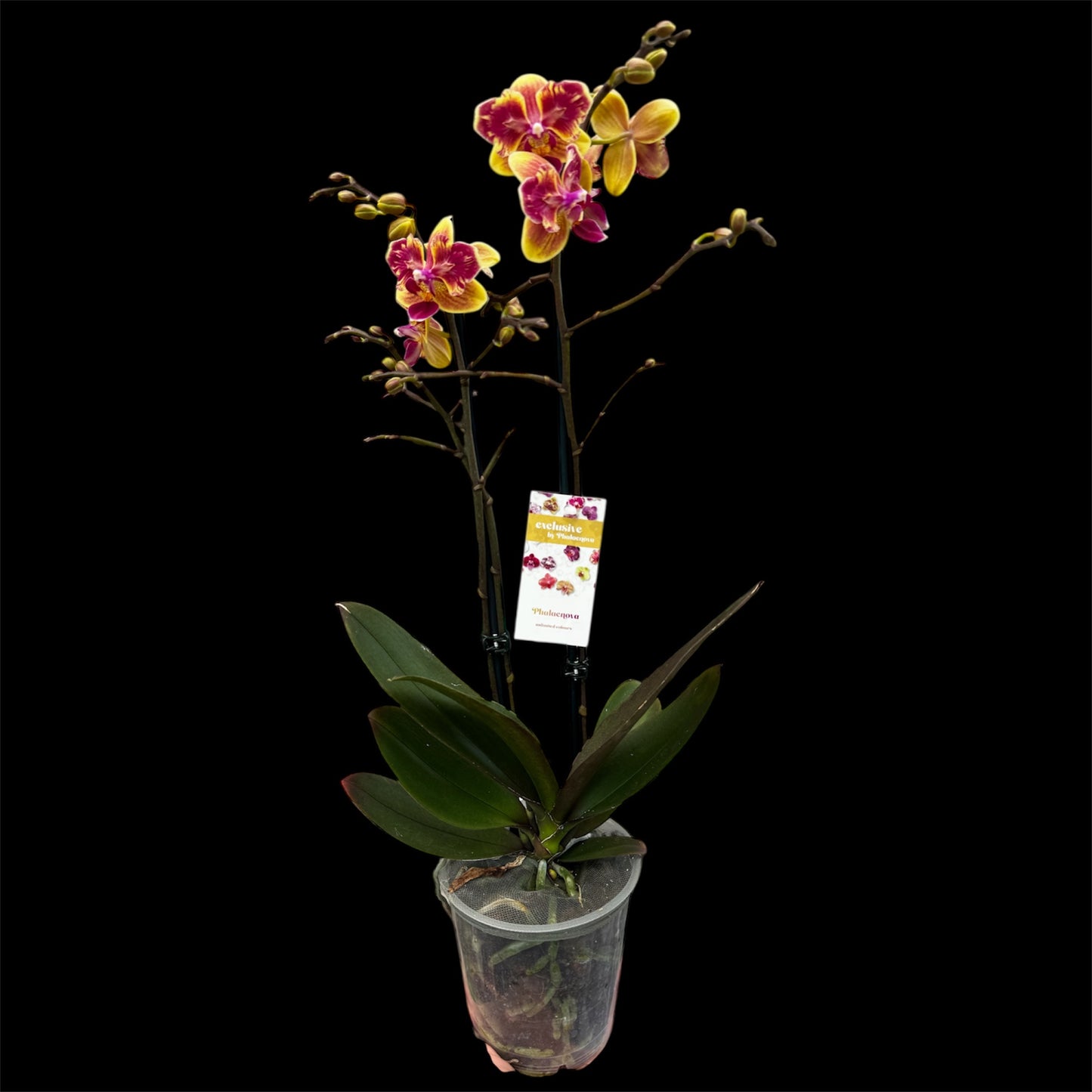 5️⃣5️⃣. Sogo Yellotris Orchid- Peloric Butterfly