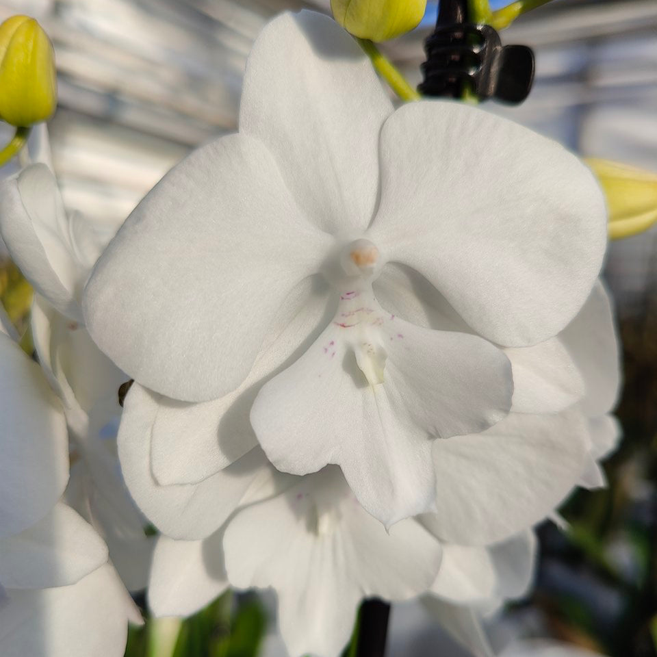 4️⃣8️⃣. PHALAENOPSIS SNOW WHITE - BIG LIP/ WHITE ORCHID