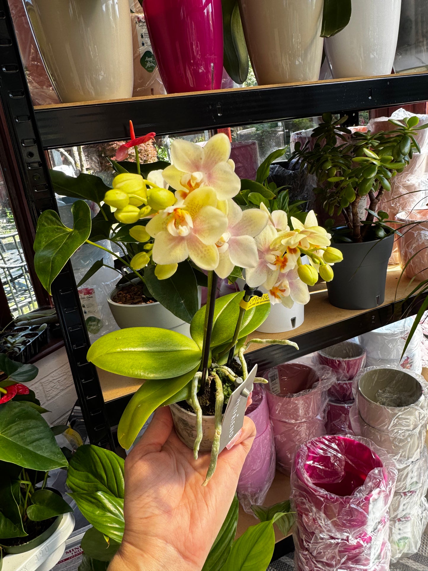 4️⃣6️⃣. Phalaenopsis TINY DOLL – 1 or 2 Spike Orchid (7cm Pot, 25cm Height)