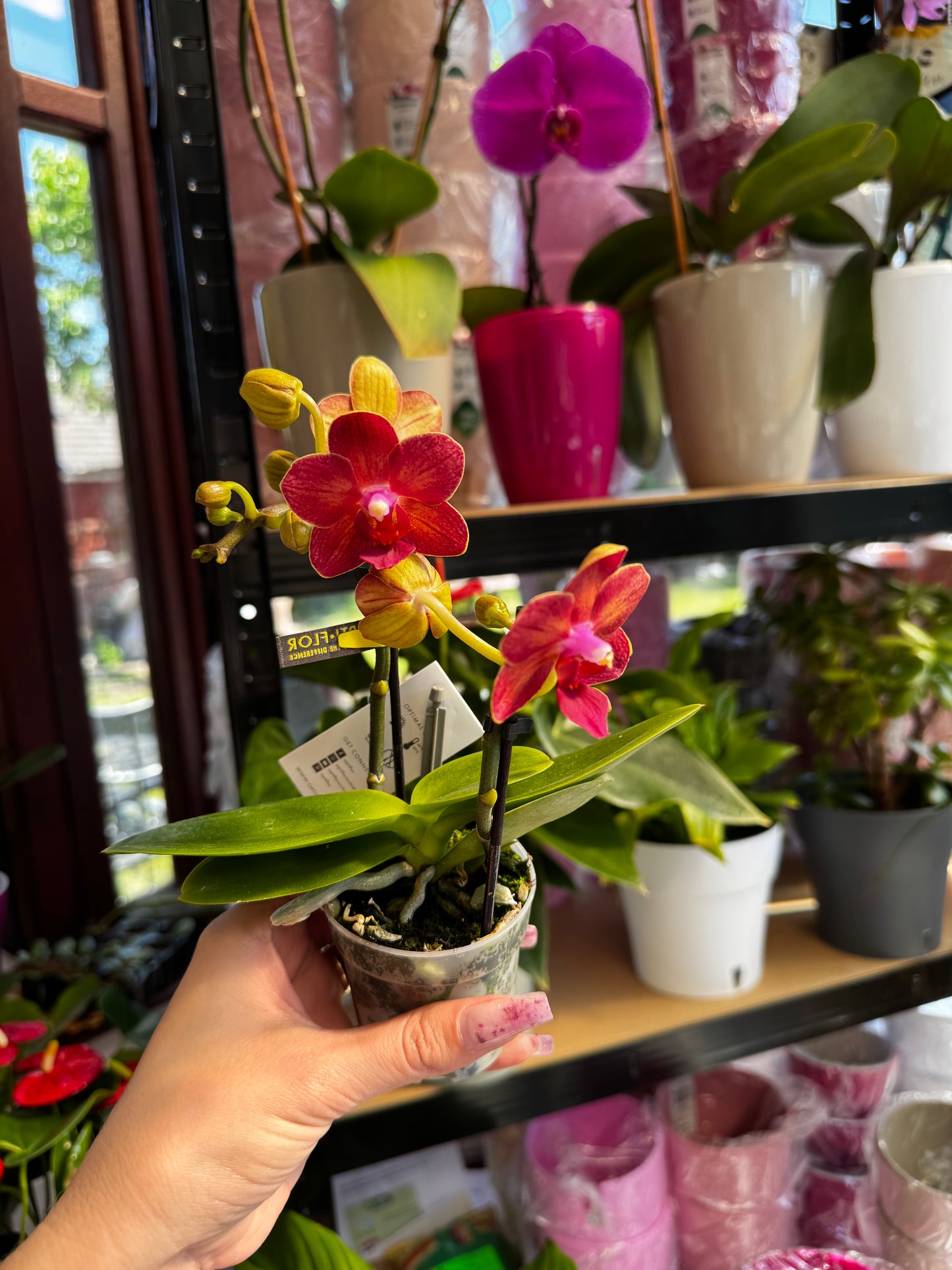 4️⃣6️⃣. Phalaenopsis TINY DOLL – 1 or 2 Spike Orchid (7cm Pot, 25cm Height)