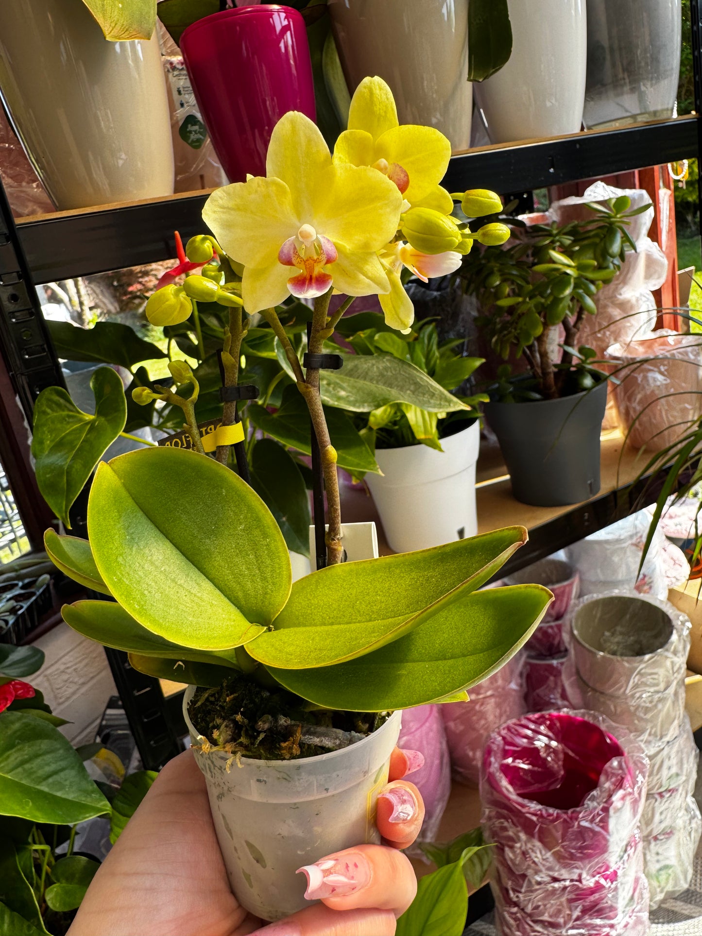 4️⃣6️⃣. Phalaenopsis TINY DOLL – 1 or 2 Spike Orchid (7cm Pot, 25cm Height)