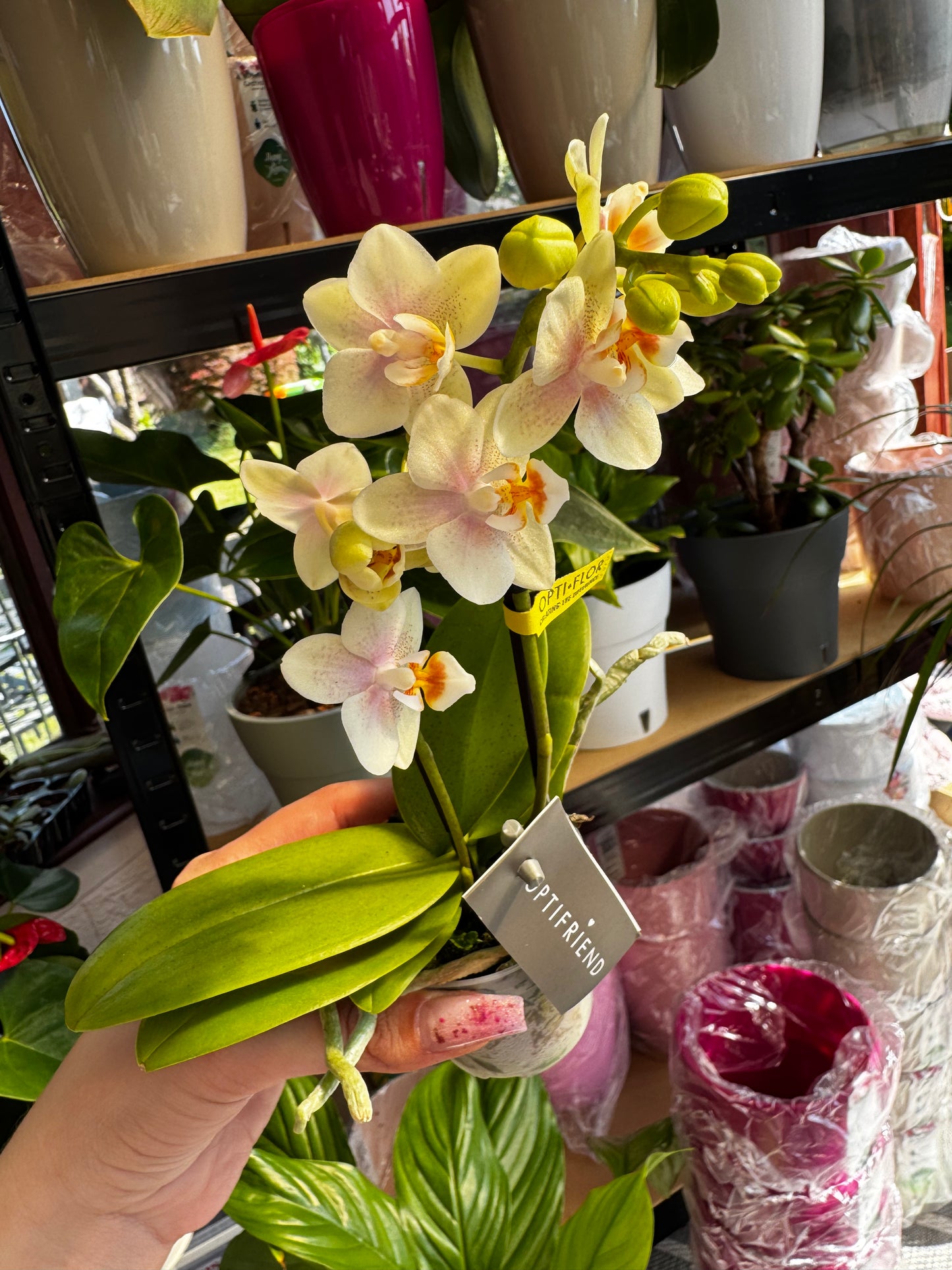 4️⃣6️⃣. Phalaenopsis TINY DOLL – 1 or 2 Spike Orchid (7cm Pot, 25cm Height)
