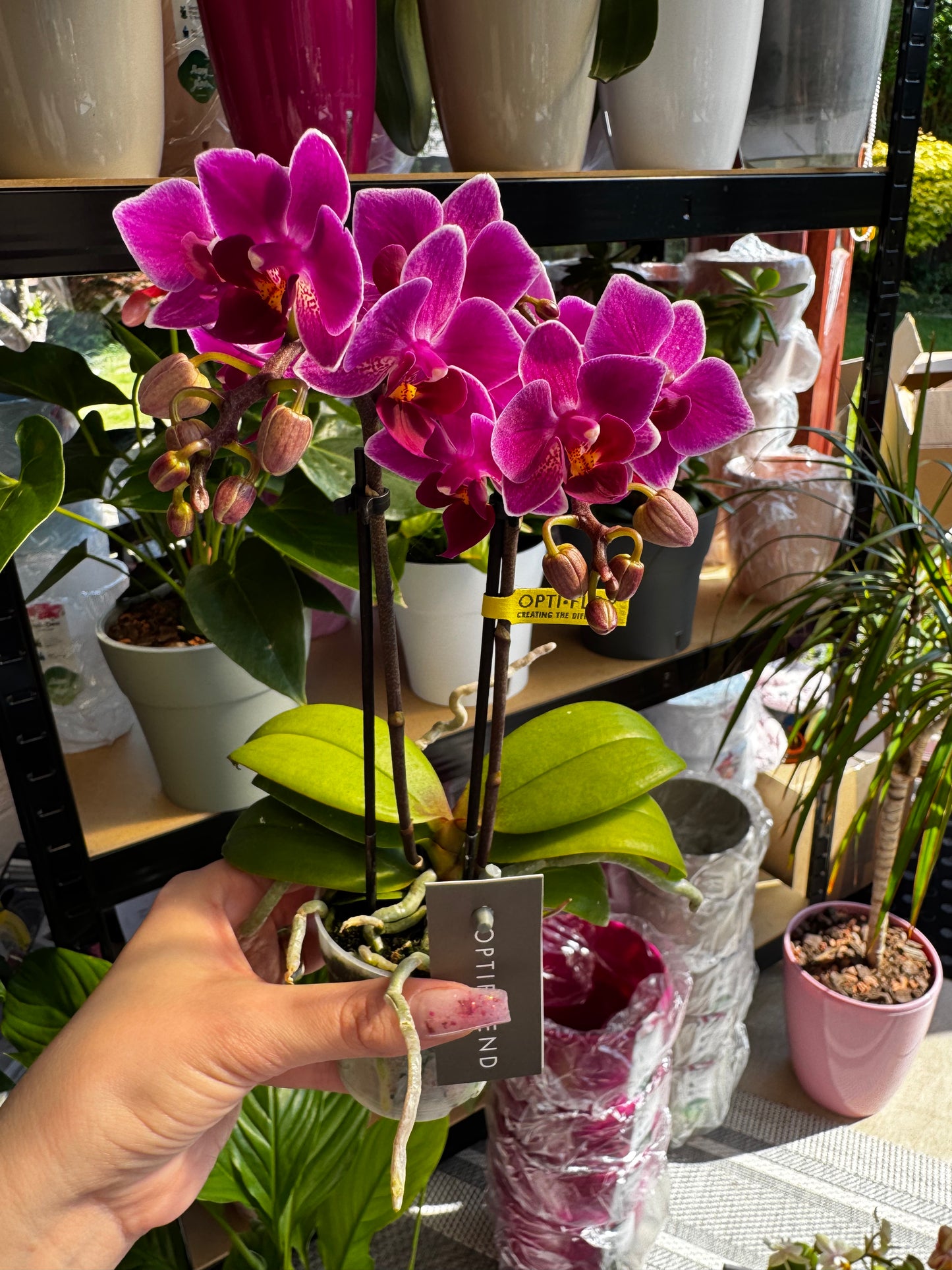 4️⃣6️⃣. Phalaenopsis TINY DOLL – 1 or 2 Spike Orchid (7cm Pot, 25cm Height)