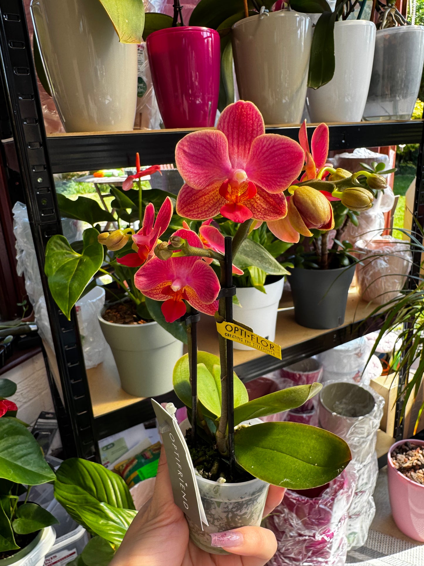 4️⃣6️⃣. Phalaenopsis TINY DOLL – 1 or 2 Spike Orchid (7cm Pot, 25cm Height)