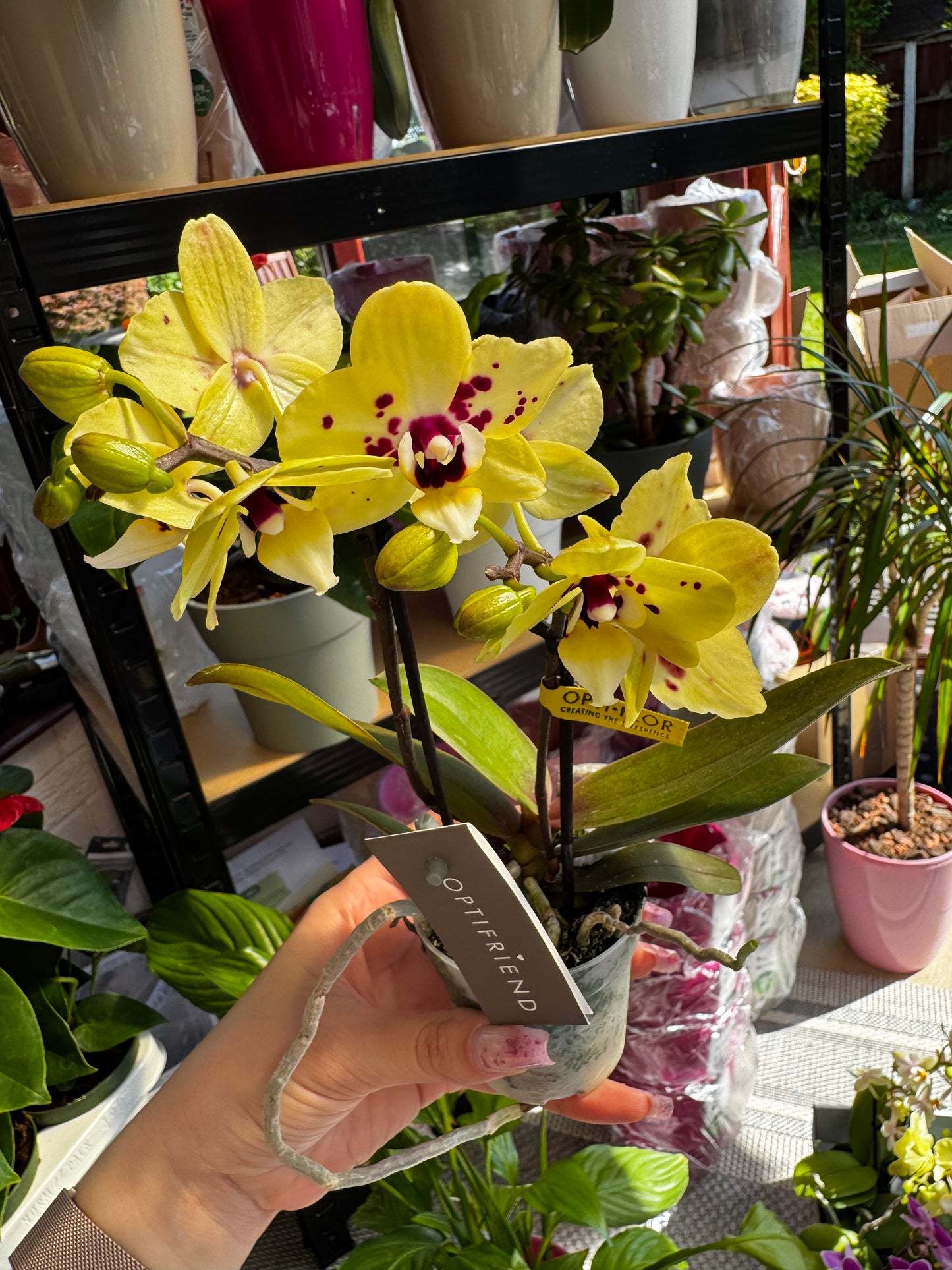 4️⃣6️⃣. Phalaenopsis TINY DOLL – 1 or 2 Spike Orchid (7cm Pot, 25cm Height)