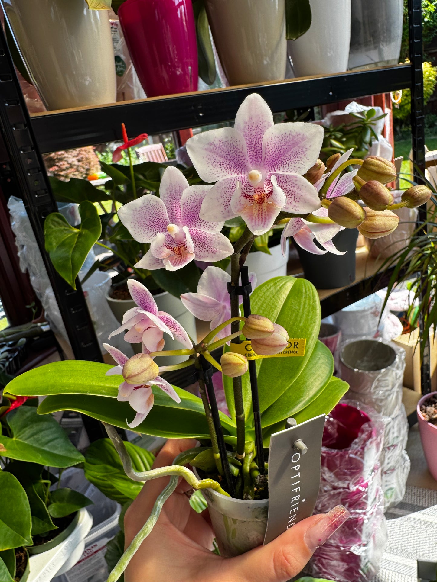 4️⃣6️⃣. Phalaenopsis TINY DOLL – 1 or 2 Spike Orchid (7cm Pot, 25cm Height)