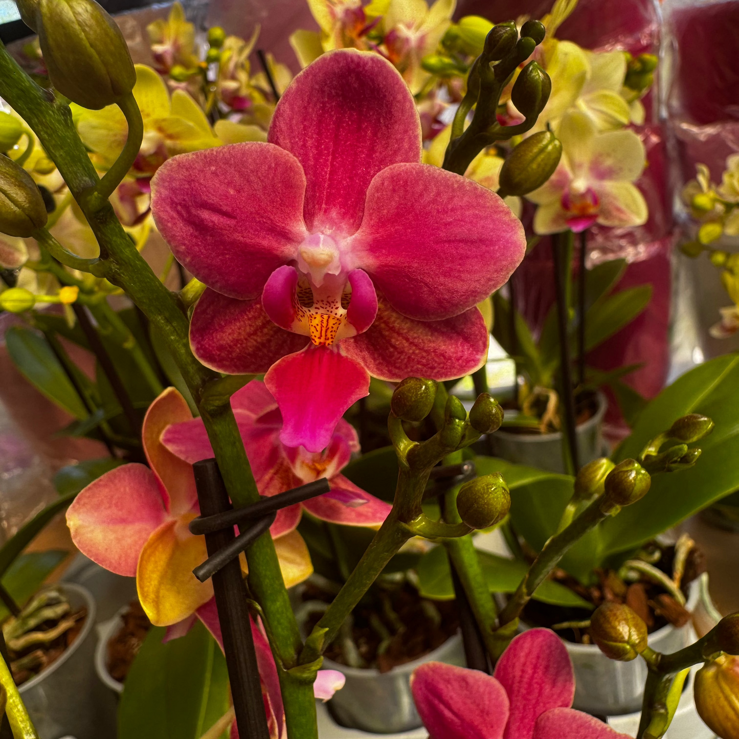 2️⃣6️⃣. SCENTED multiflora orchid-TIGER leaves