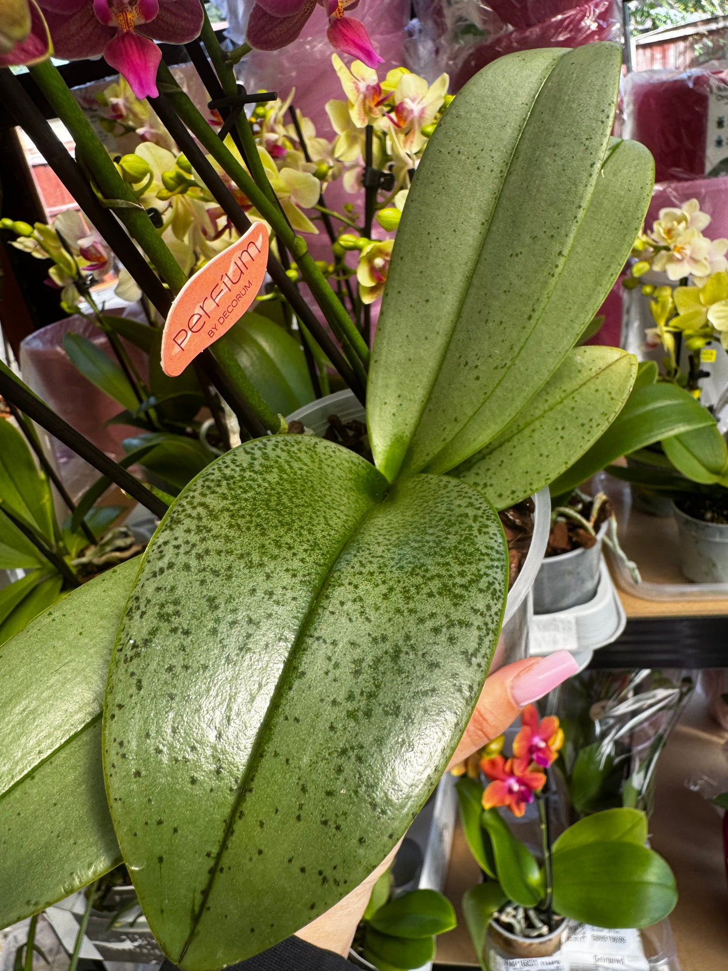2️⃣6️⃣. SCENTED multiflora orchid-TIGER leaves