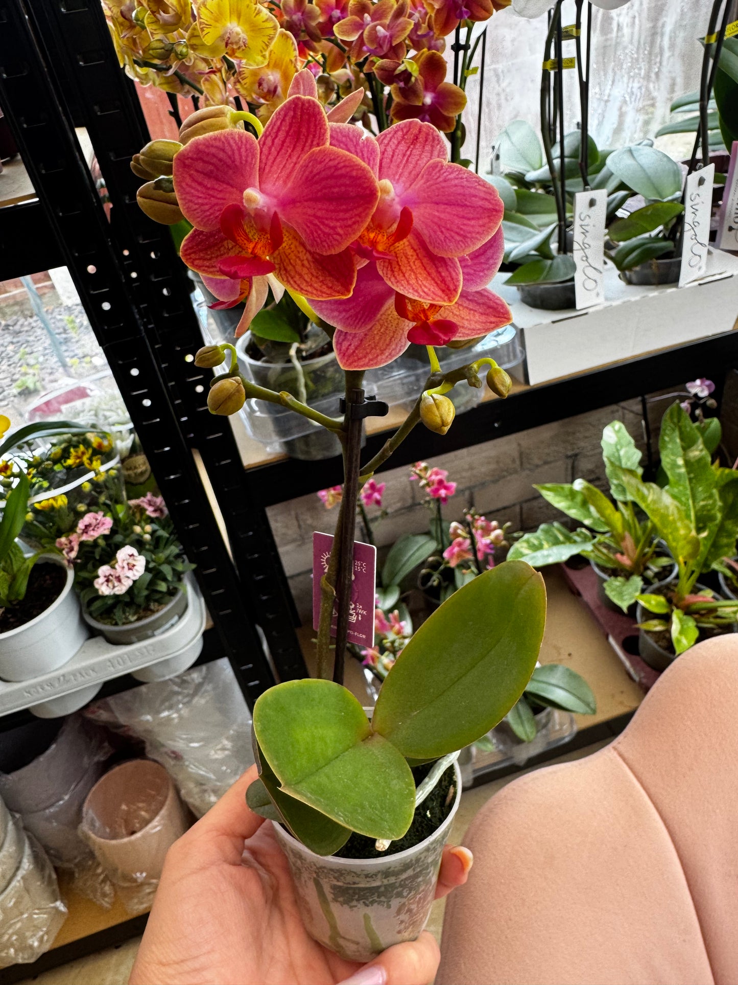 4️⃣6️⃣. Phalaenopsis TINY DOLL – 1 or 2 Spike Orchid (7cm Pot, 25cm Height)