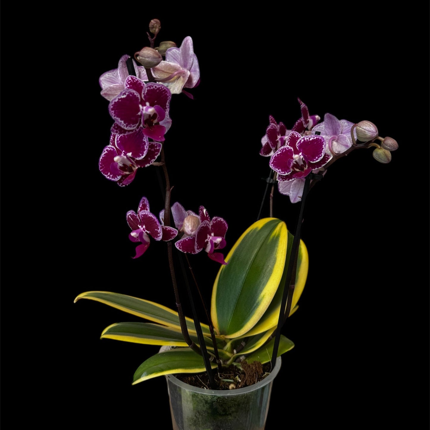 81. RARE Phalaenopsis Magic Leaf - Variegated Orchid - Purple 35CM 2+ Blooming Spikes