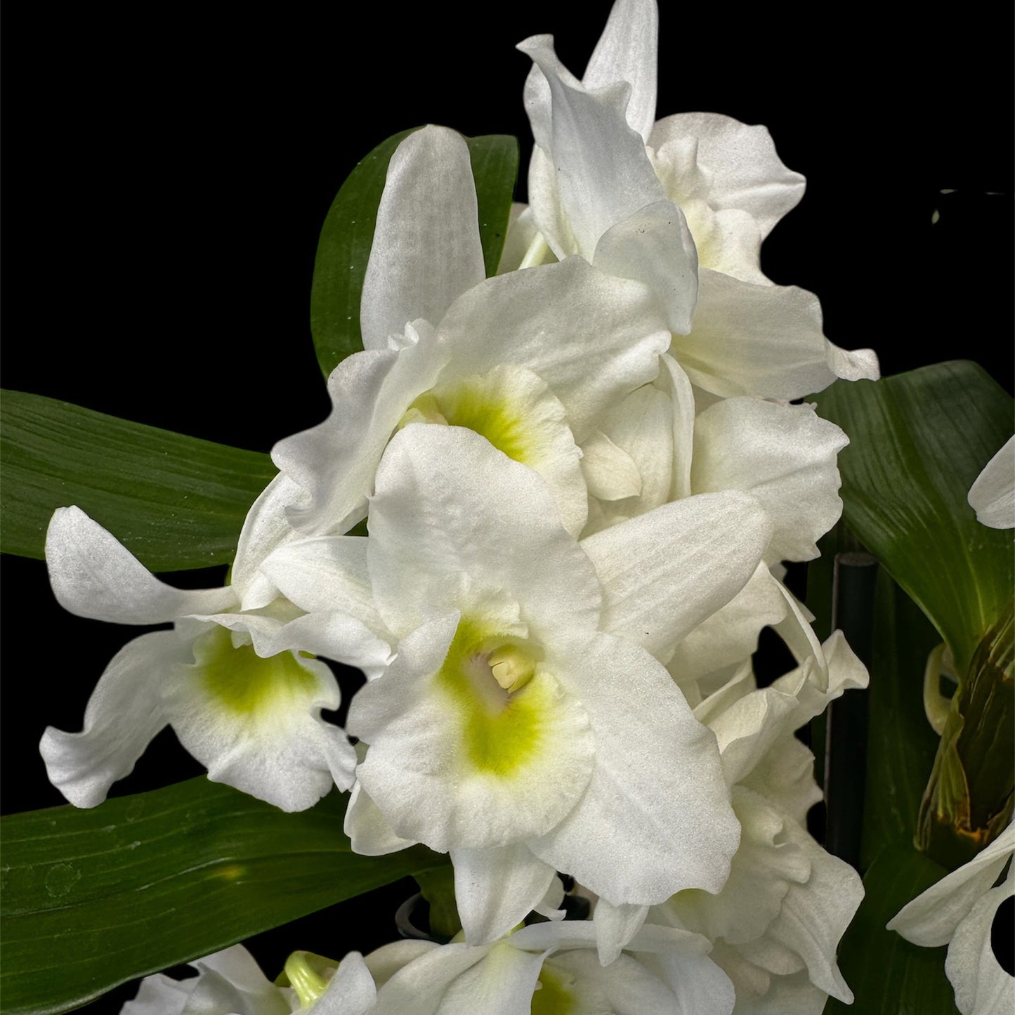 1️⃣0️⃣. Dendrobium Nobilé – white
