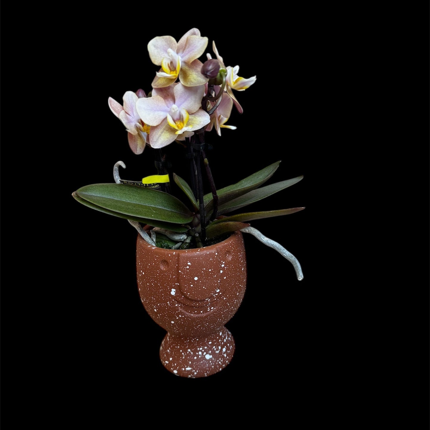 Handmade Ceramic Happy Face Pot- 7CM (suitable for TINY DOLLS orchids) PLANT not included