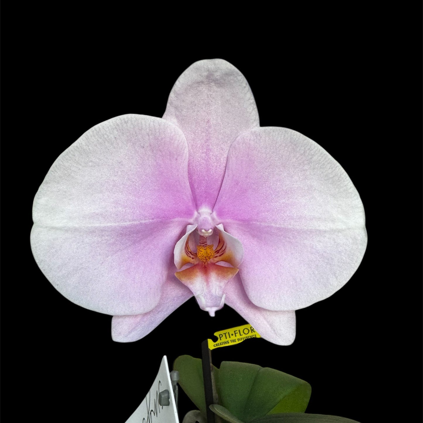 2️⃣7️⃣. Premium Singolo Orchid – XXL Bloom, Single Oversized Flower 9cm Nursery Pot (Decorative Pot Not Included)