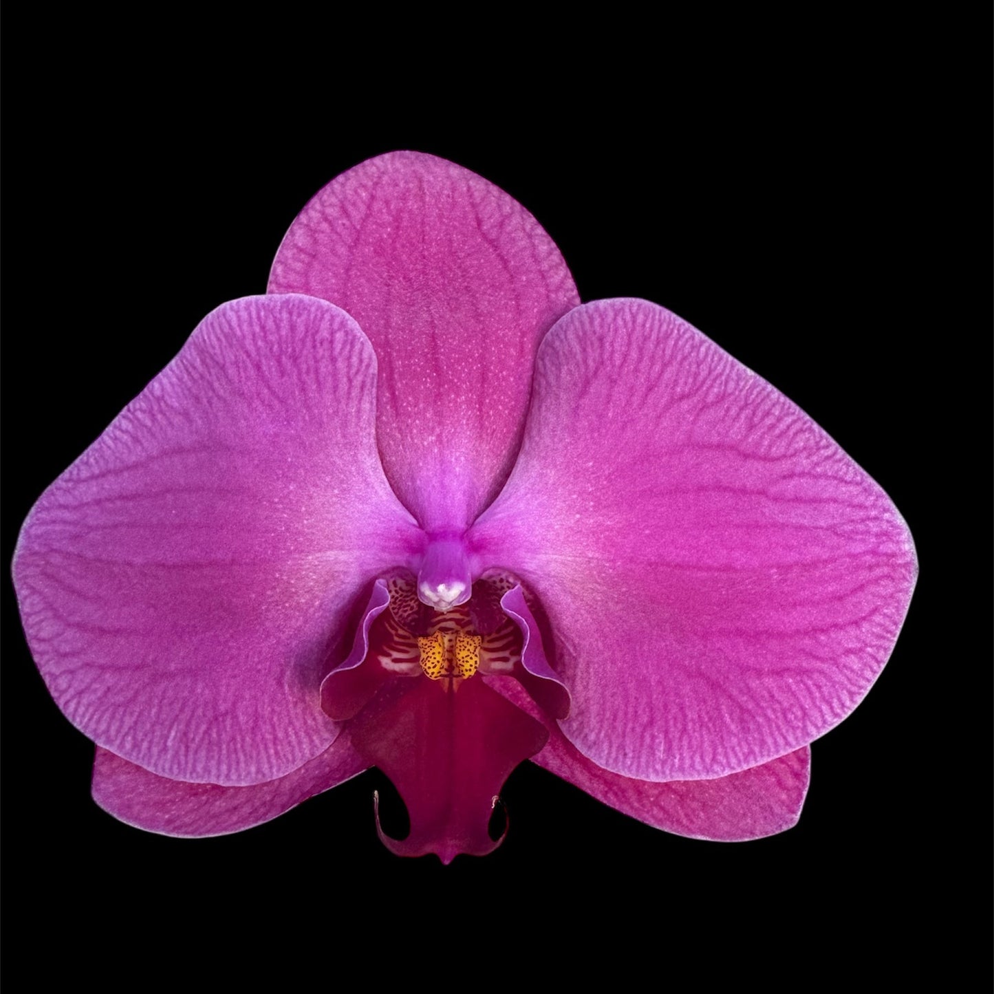 2️⃣7️⃣. Premium Singolo Orchid – XXL Bloom, Single Oversized Flower 9cm Nursery Pot (Decorative Pot Not Included)