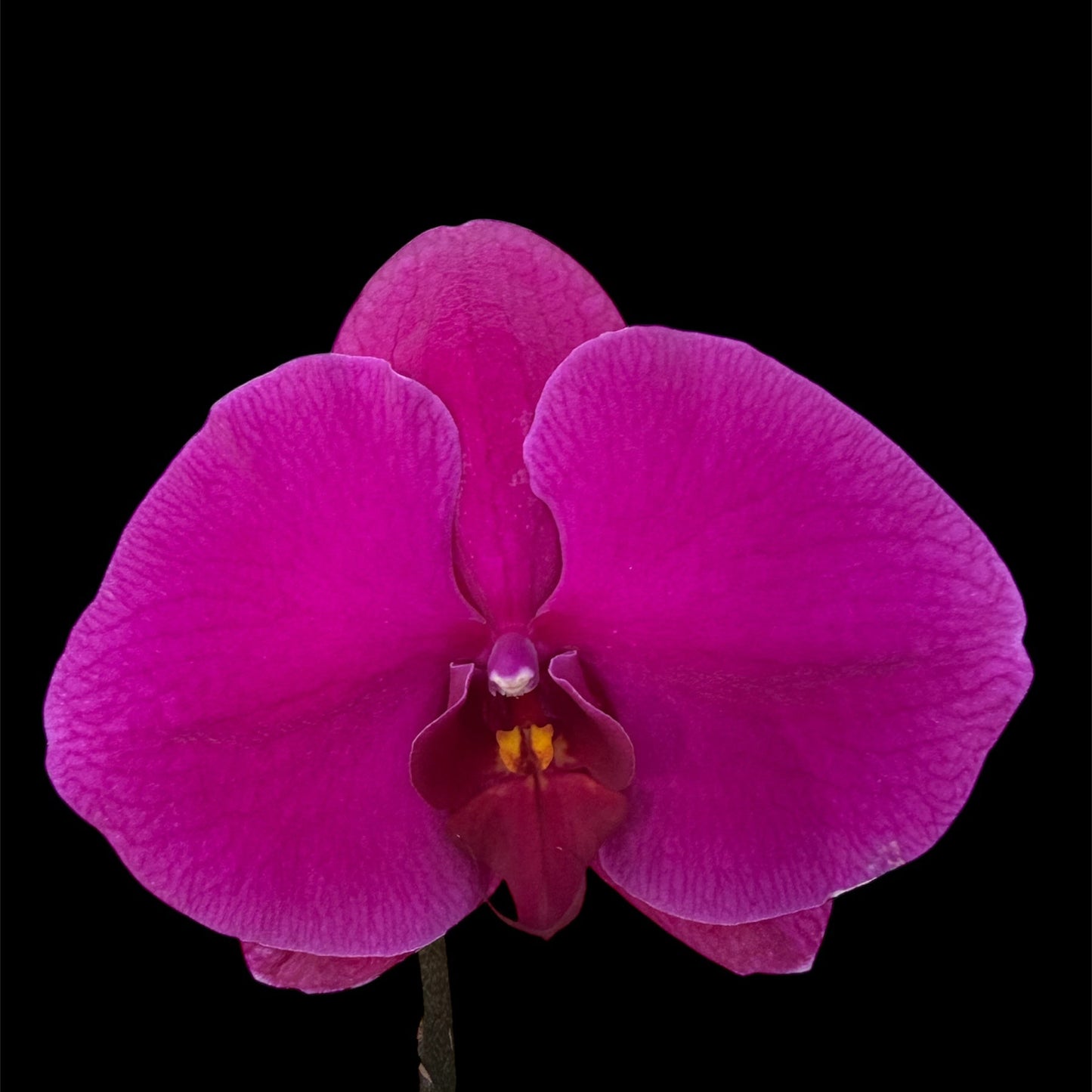 2️⃣7️⃣. Premium Singolo Orchid – XXL Bloom, Single Oversized Flower 9cm Nursery Pot (Decorative Pot Not Included)