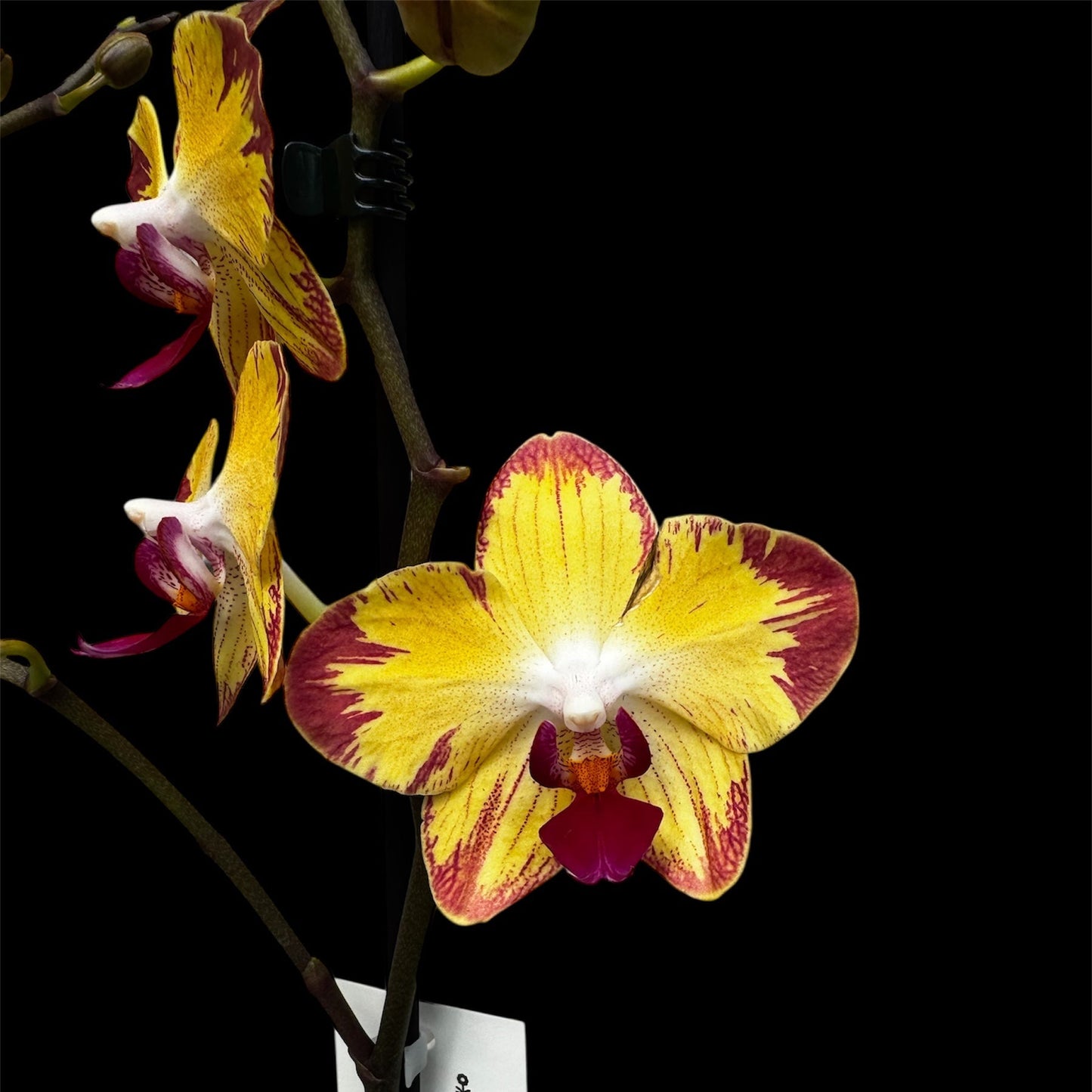 4️⃣9️⃣. “Papagayo” 2 blooming spikes – Tropical Orchid with Fiery Elegance