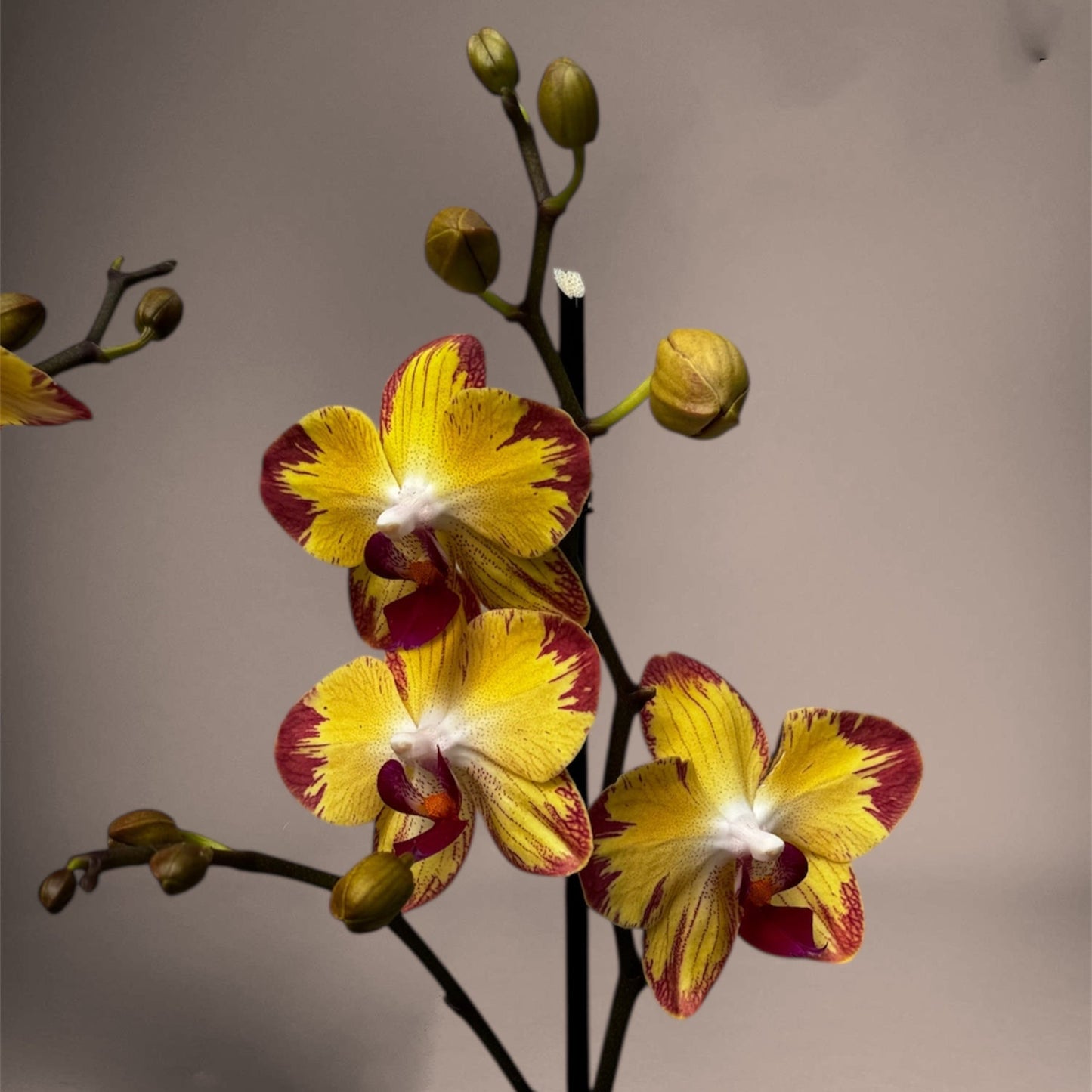 4️⃣9️⃣. “Papagayo” 2 blooming spikes – Tropical Orchid with Fiery Elegance