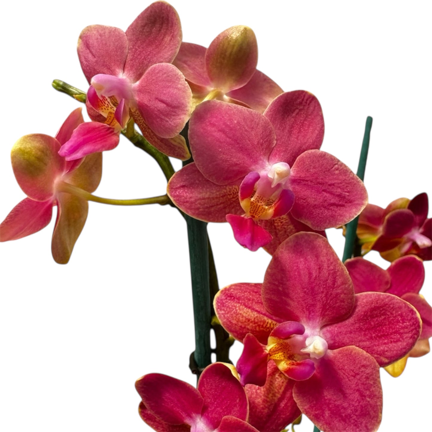 2️⃣6️⃣. SCENTED multiflora orchid-TIGER leaves