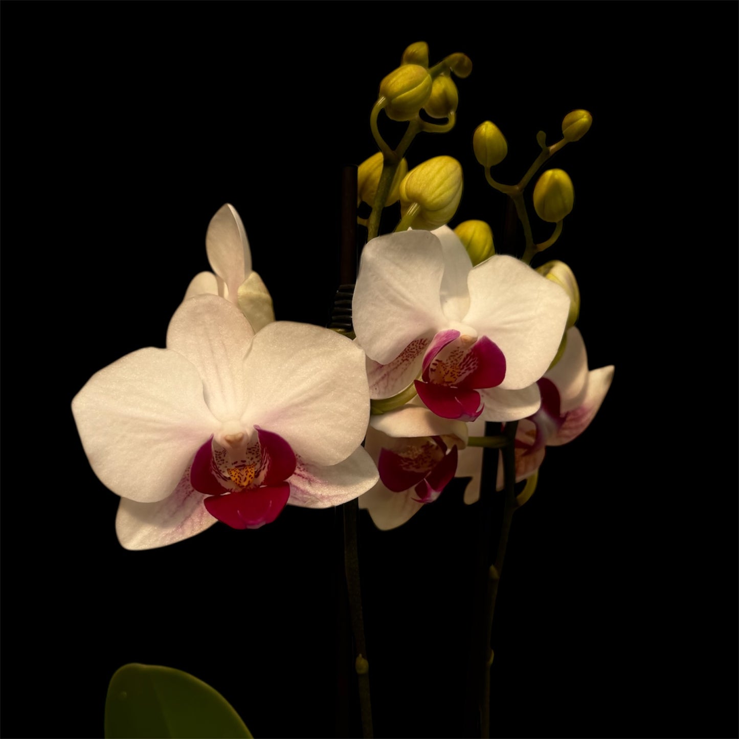 2️⃣3️⃣. Premium MINI BLOOM Live Orchid Plant for Indoors Phalaenopsis 9CM Double Stem Multicolour