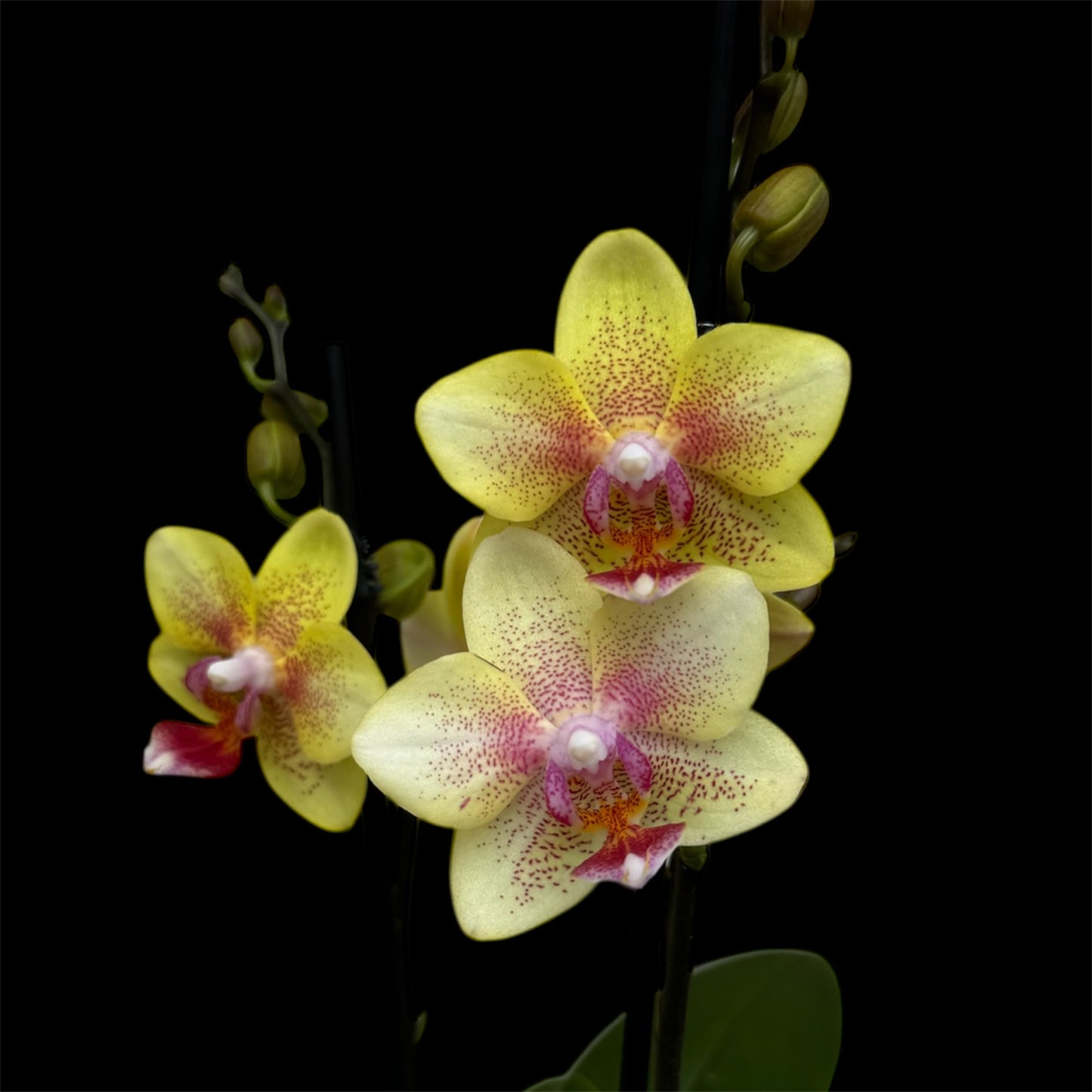 2️⃣3️⃣. Premium MINI BLOOM Live Orchid Plant for Indoors Phalaenopsis 9CM Double Stem Multicolour