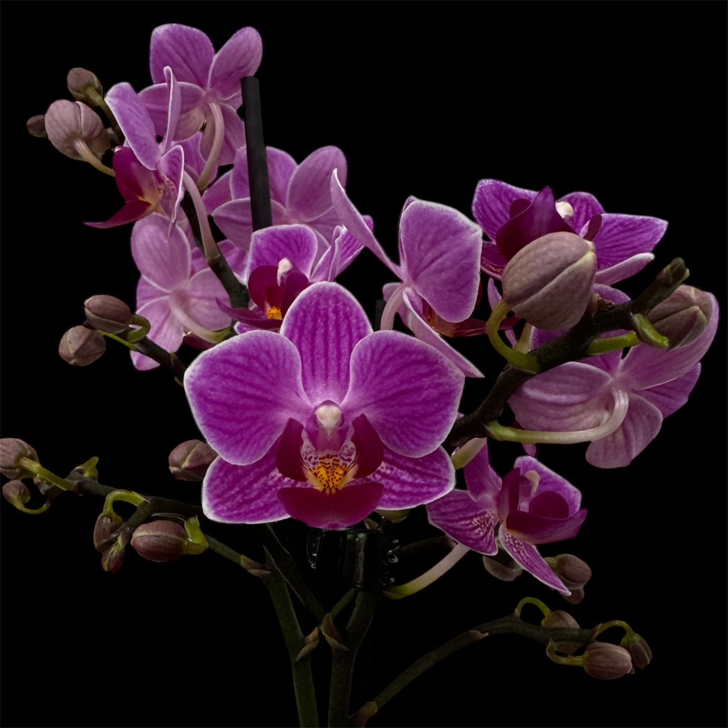 2️⃣3️⃣. Premium MINI BLOOM Live Orchid Plant for Indoors Phalaenopsis 9CM Double Stem Multicolour