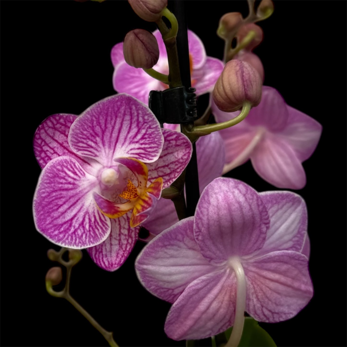 2️⃣3️⃣. Premium MINI BLOOM Live Orchid Plant for Indoors Phalaenopsis 9CM Double Stem Multicolour