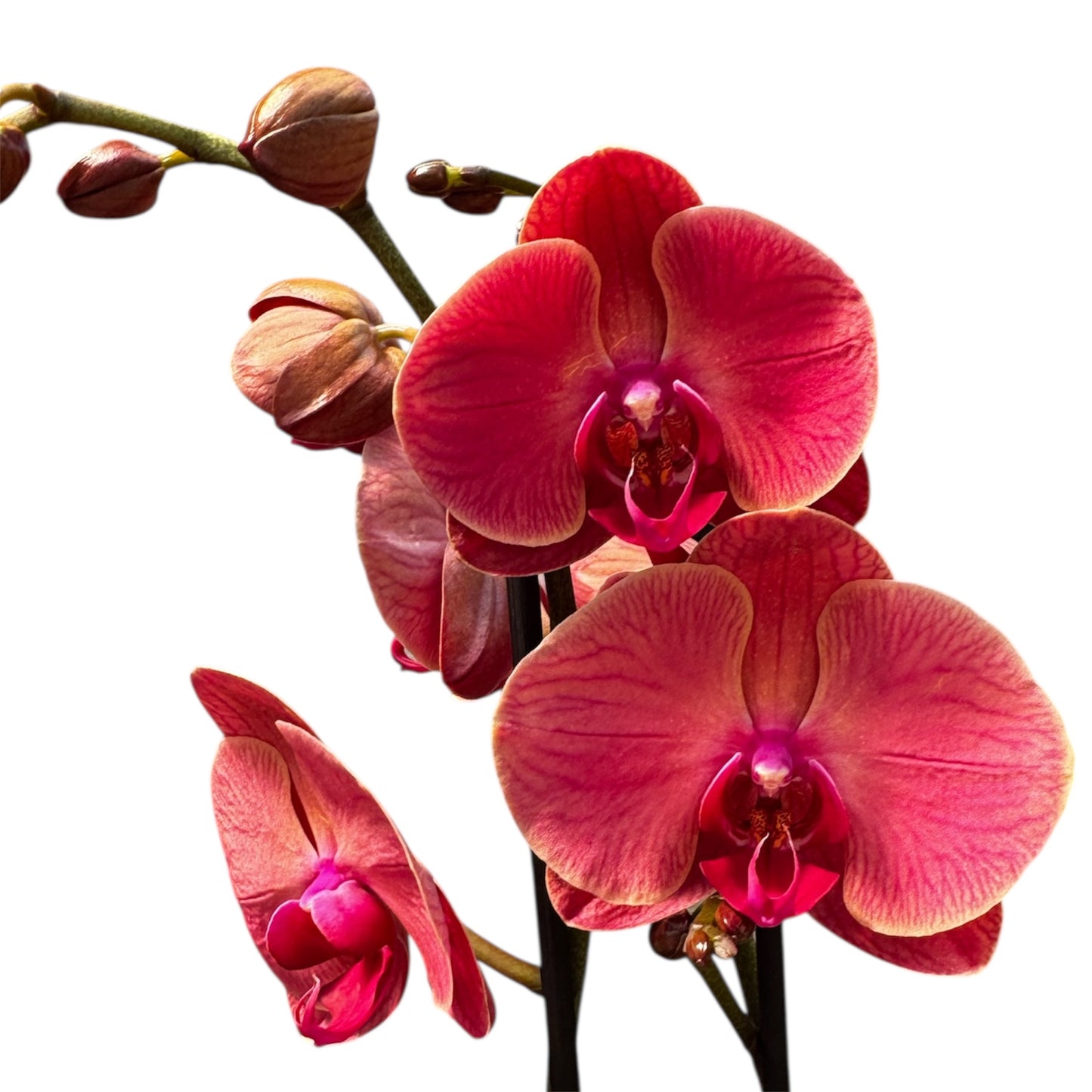 8️⃣. Asian Coral Orchid – 65cm Tall 1 blooming spike Live Orchid Plant Exotic Coral-Coloured Blooms