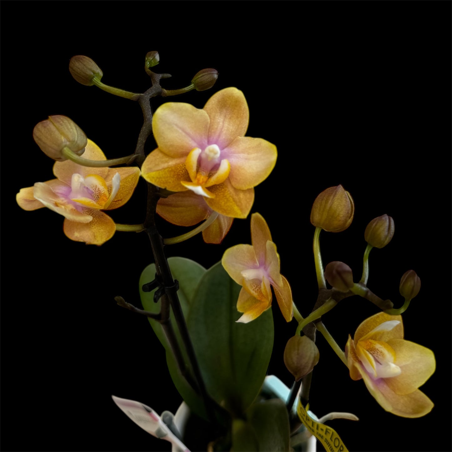 2️⃣. Phalaenopsis SCENTED TINY DOLL – 2 Spike Orchid (7cm Pot, 25cm Height) With Pot