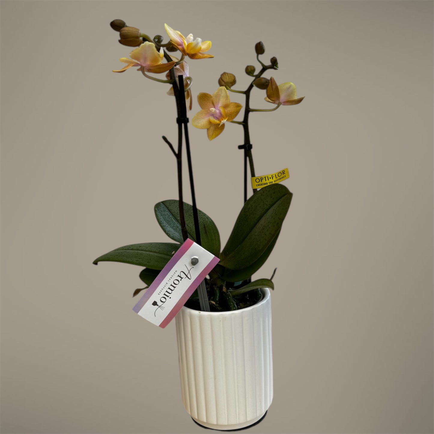 2️⃣. Phalaenopsis SCENTED TINY DOLL – 2 Spike Orchid (7cm Pot, 25cm Height) With Pot