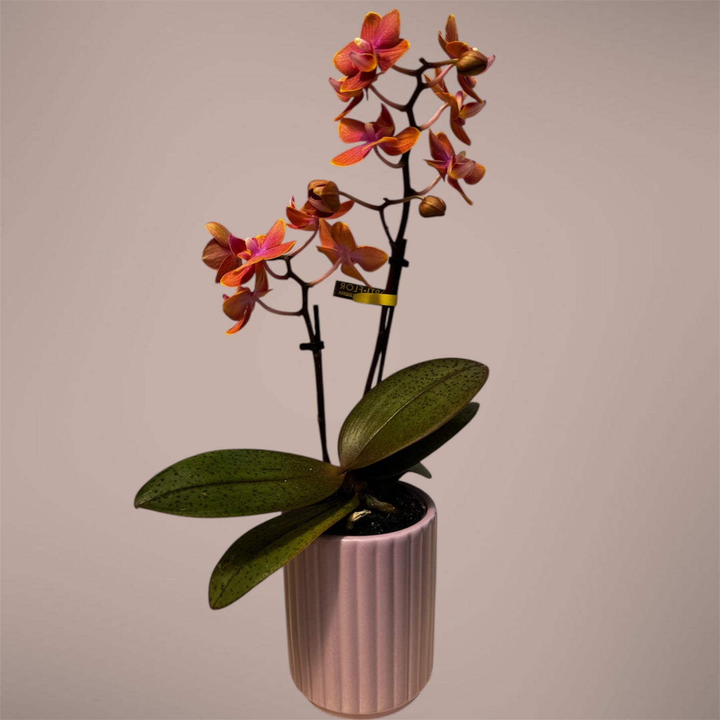 2️⃣. Phalaenopsis SCENTED TINY DOLL – 2 Spike Orchid (7cm Pot, 25cm Height) With Pot