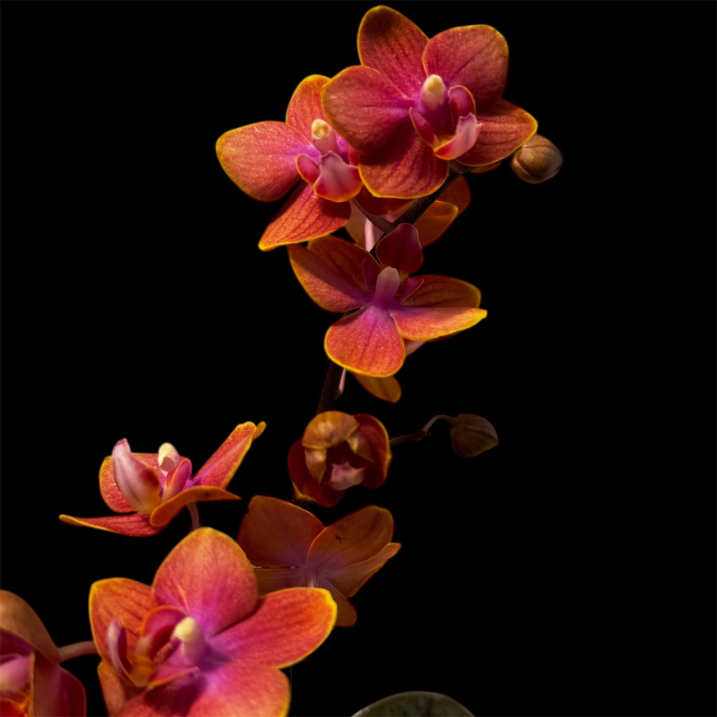 2️⃣. Phalaenopsis SCENTED TINY DOLL – 2 Spike Orchid (7cm Pot, 25cm Height) With Pot