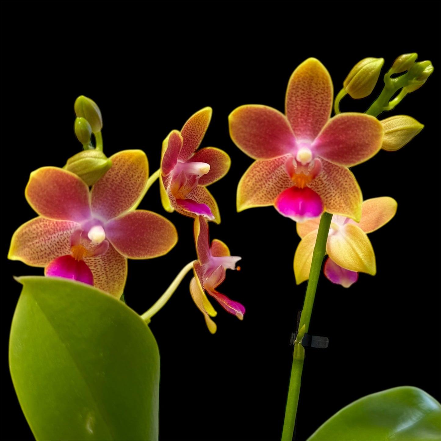 2️⃣. Phalaenopsis SCENTED TINY DOLL – 2 Spike Orchid (7cm Pot, 25cm Height) With Pot