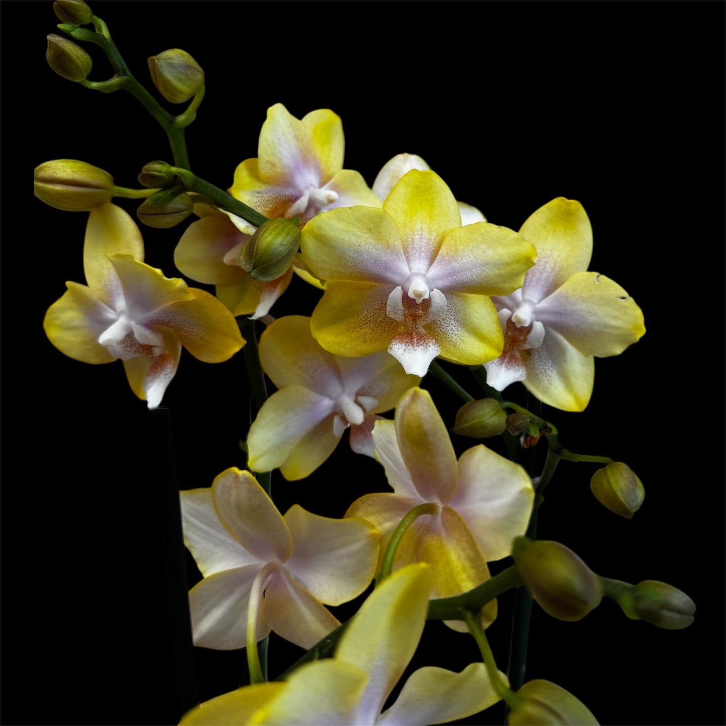 3️⃣7️⃣. Bolgheri Lemon Orchid – Scented Elegance in Bloom
