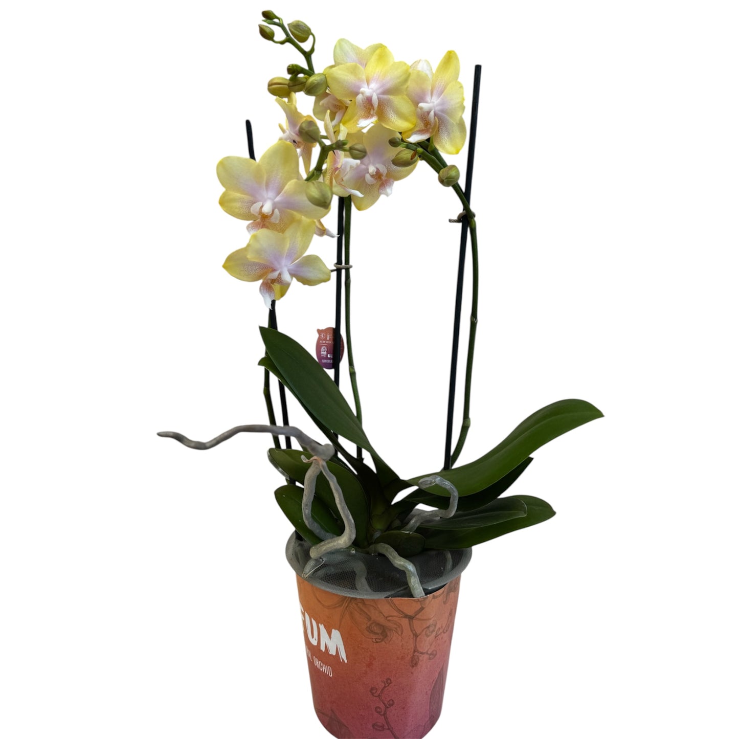 3️⃣7️⃣. Bolgheri Lemon Orchid – Scented Elegance in Bloom