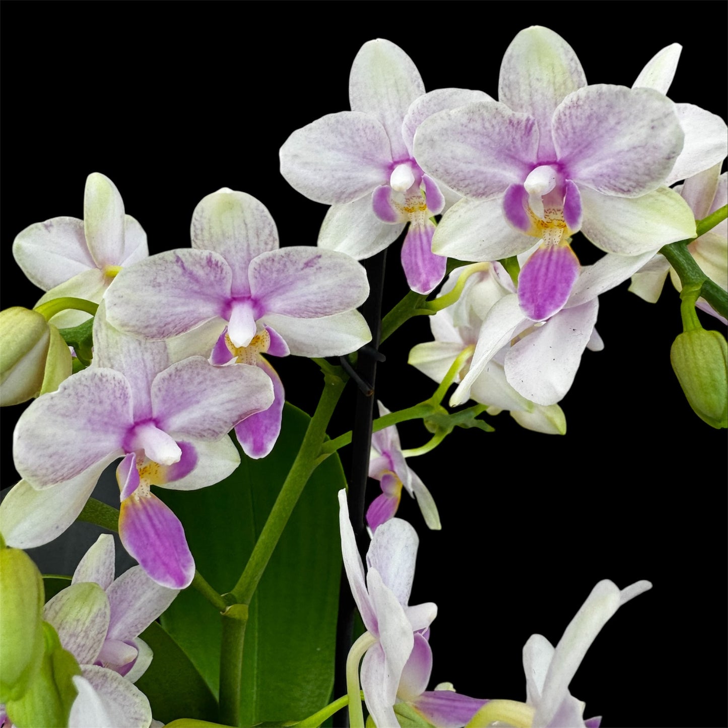 4️⃣2️⃣. Dazzling Collection - Blossom Bliss Orchid 30cm Tall