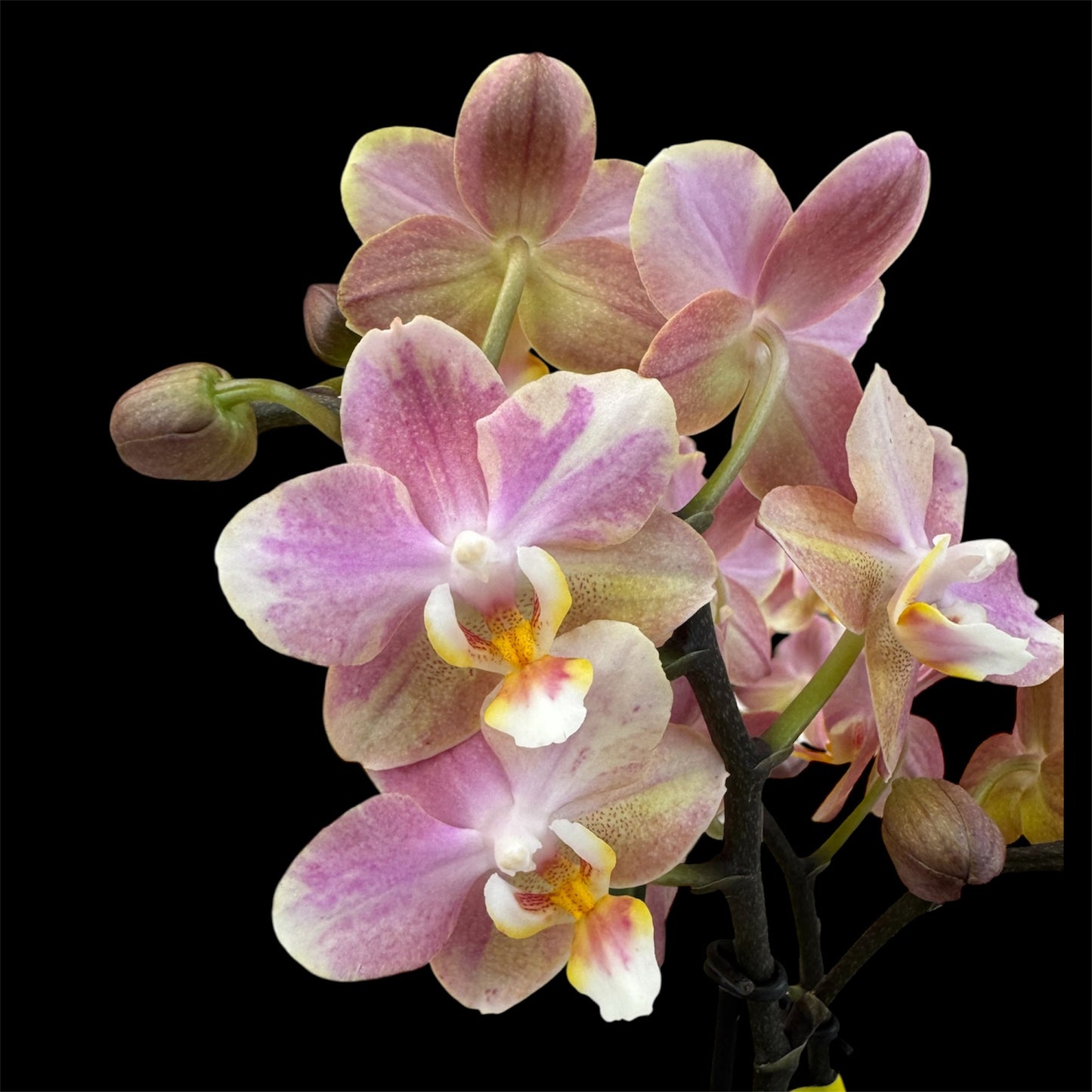 2️⃣6️⃣. SCENTED multiflora orchid-TIGER leaves