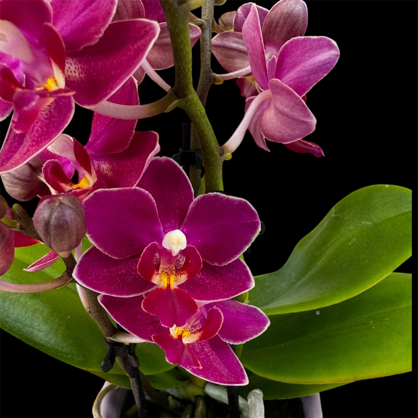 2️⃣. Phalaenopsis SCENTED TINY DOLL – 2 Spike Orchid (7cm Pot, 25cm Height) With Pot