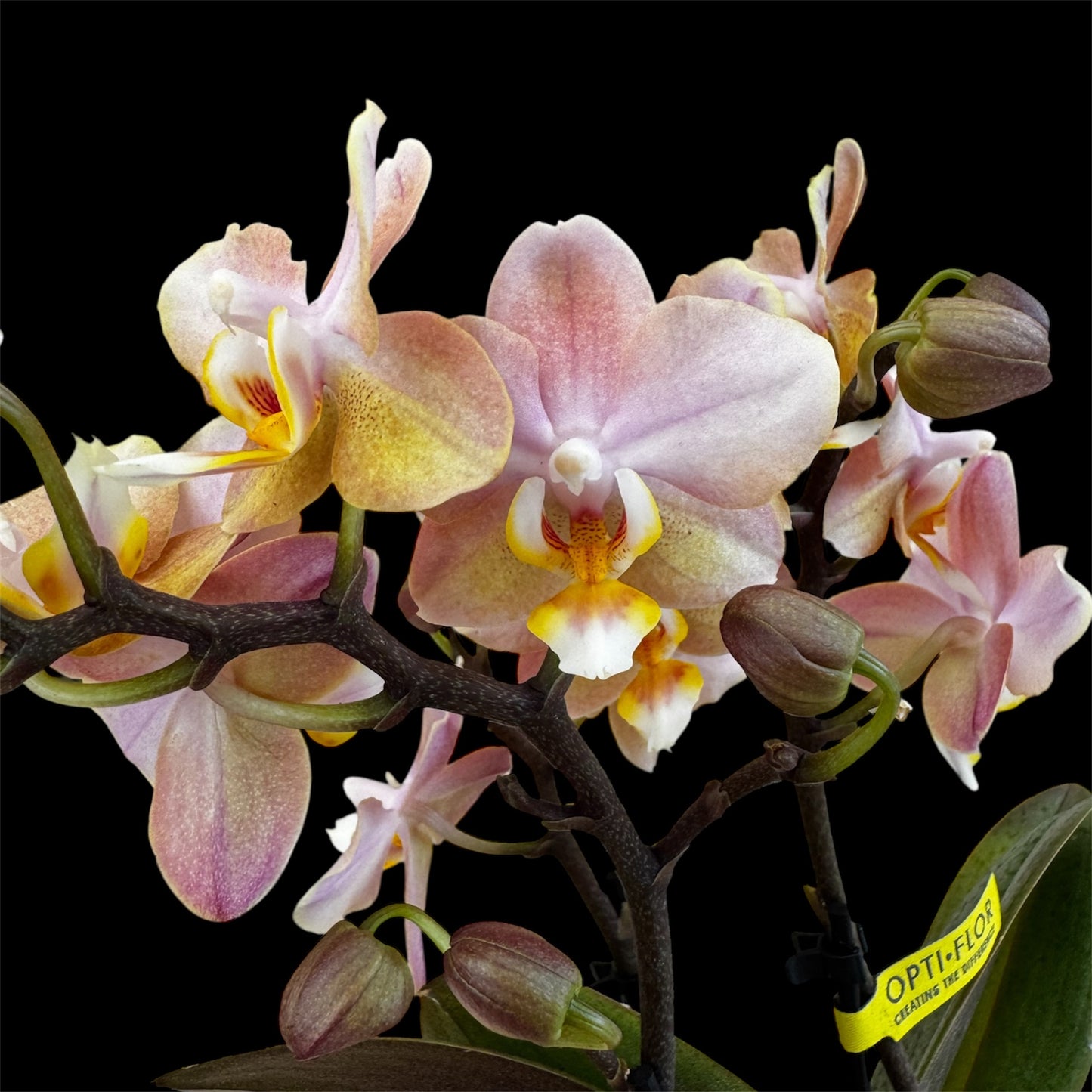 2️⃣. Phalaenopsis SCENTED TINY DOLL – 2 Spike Orchid (7cm Pot, 25cm Height) With Pot