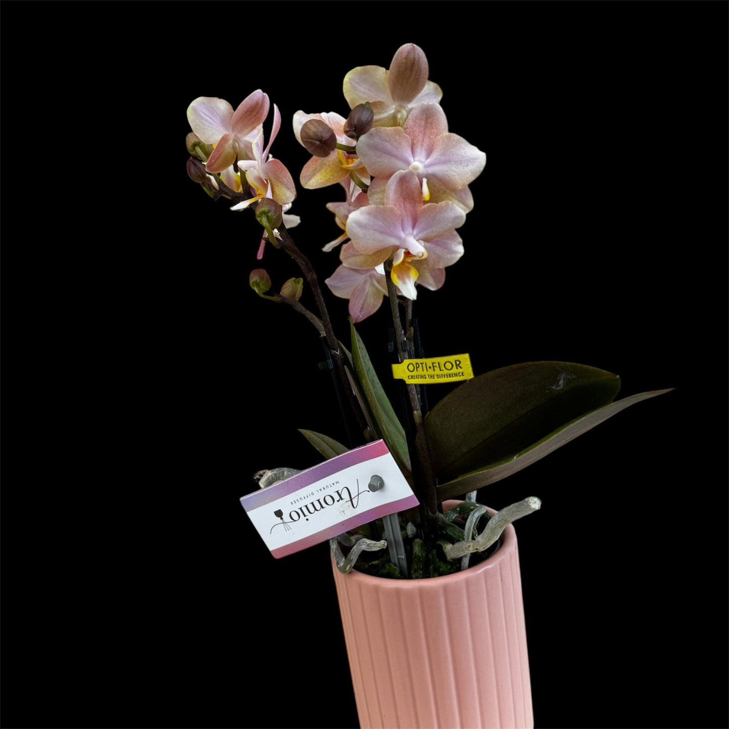2️⃣. Phalaenopsis SCENTED TINY DOLL – 2 Spike Orchid (7cm Pot, 25cm Height) With Pot