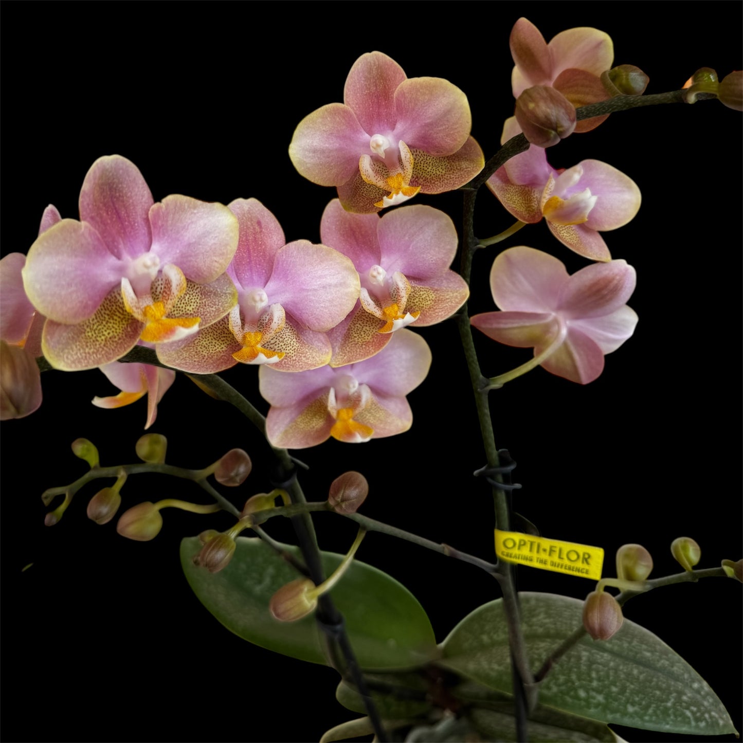 2️⃣6️⃣. SCENTED multiflora orchid-TIGER leaves