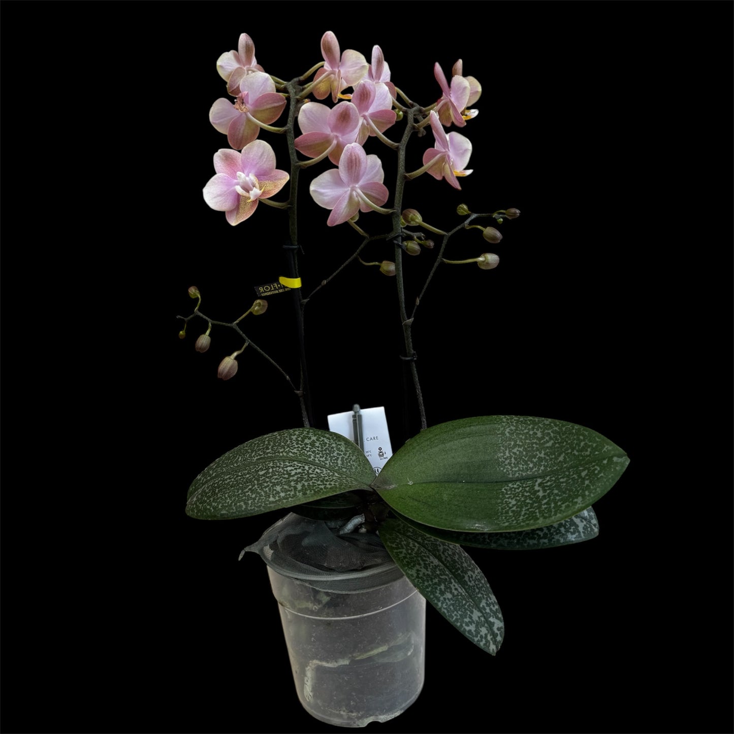 2️⃣6️⃣. SCENTED multiflora orchid-TIGER leaves