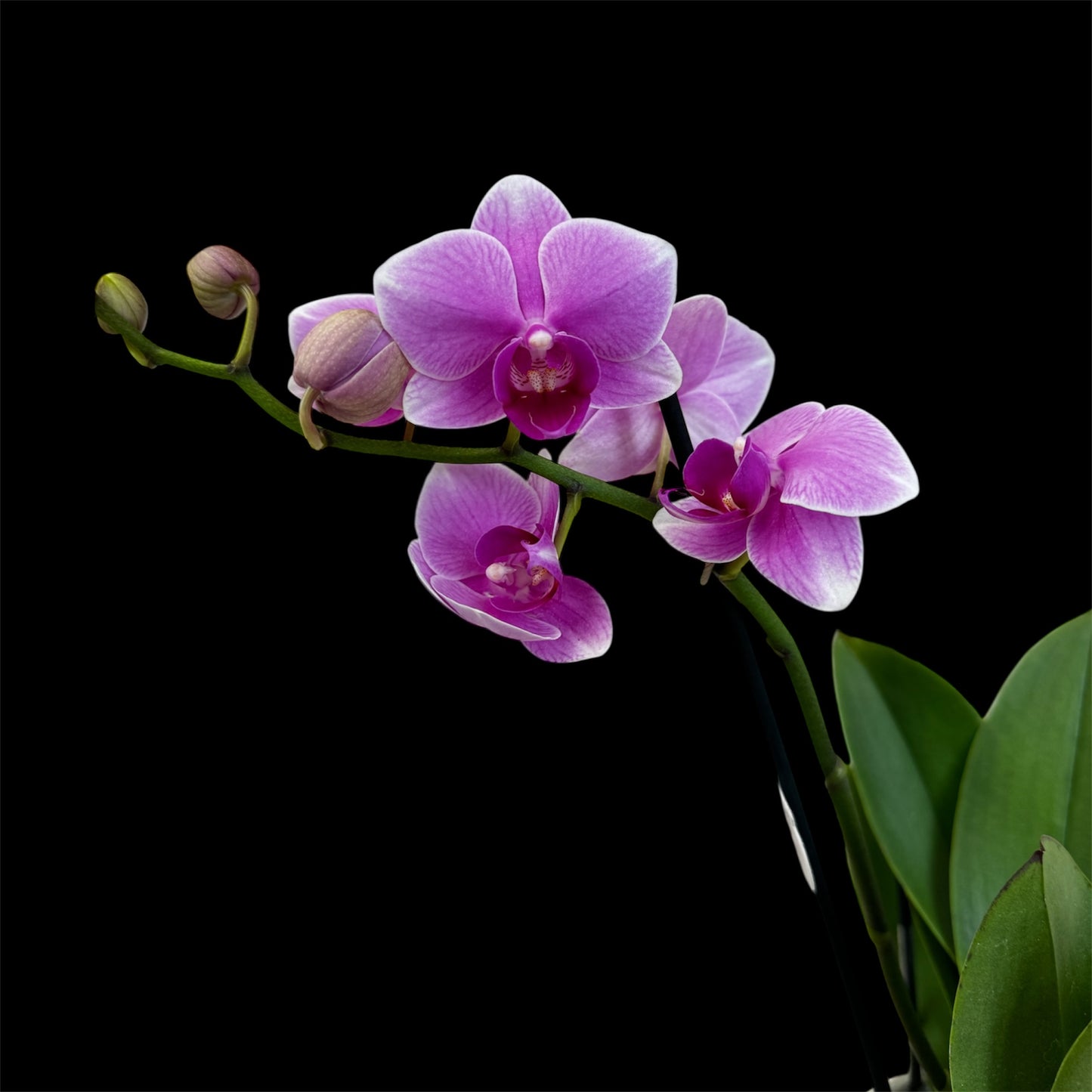 4️⃣5️⃣. ✨ Liliac Lindau Orchid - Glowing Edges 45-50 CM Tall