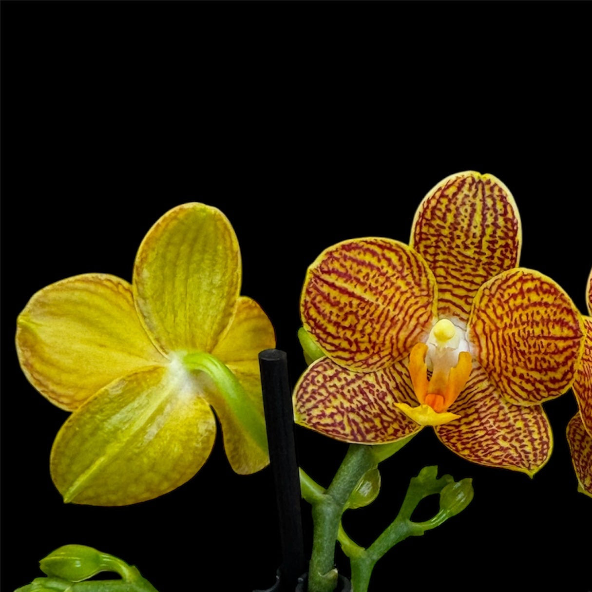 5️⃣4️⃣. Small Phalaenopsis Orchid Mix – Famous Varieties | 9cm Nursery Pot | Single Spike (pet friendly)