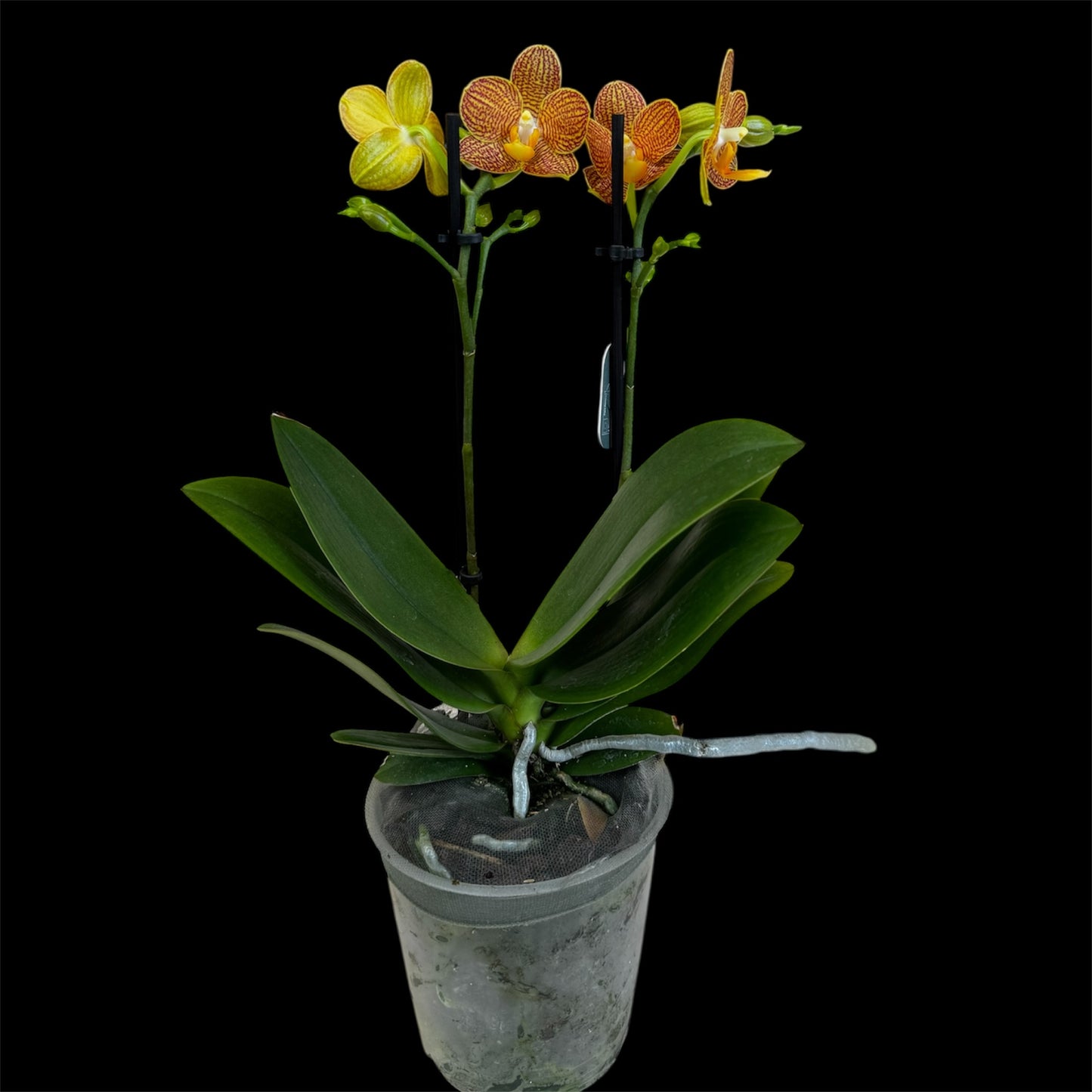 4️⃣3️⃣. Indian Summer Orchid